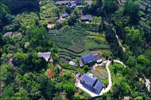 จีนพัฒนาอุตสาหกรรมท้องถิ่นมณฑลเสฉวนส่งออกชาเขียว