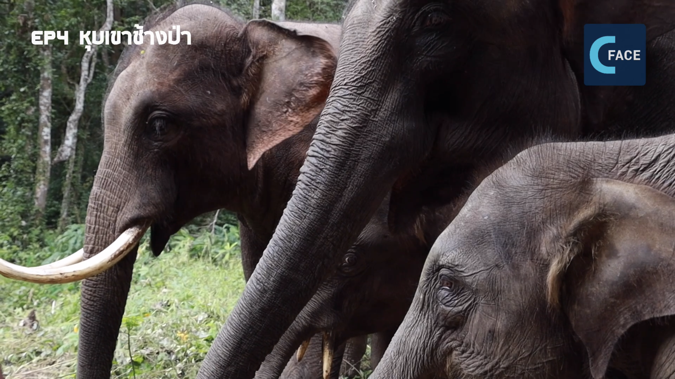 มีดีมาดู : ยู้ฮูรถไฟจีน-ลาว ตอนที่ 4 หุบเขาช้างป่า