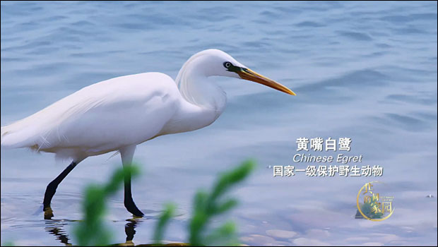 สัตว์ป่าคุ้มคร้องระดับชาติของจีน คุณรู้จักไหม？_fororder_20211014ysdw