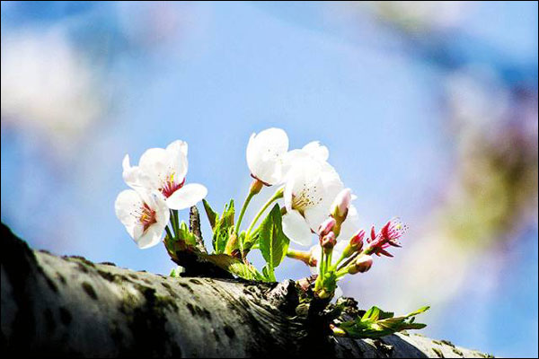 ต้อนรับฤดูกาลลี่ชุน สรรพสิ่งฟื้นตัว-อากาศอุ่นขึ้น-ดอกไม้เตรียมผลิบาน
