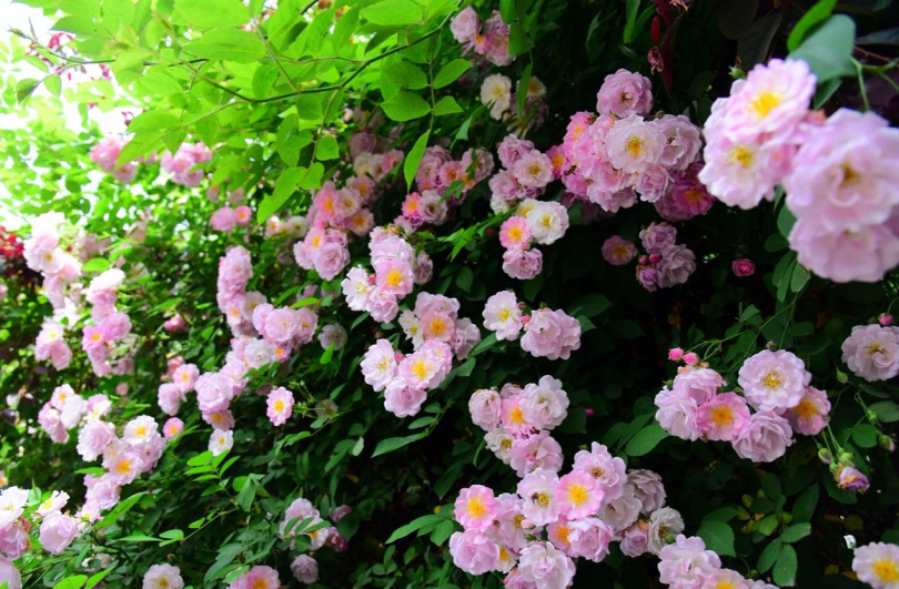 ความต่าง 3 พี่น้องกุหลาบในจีน