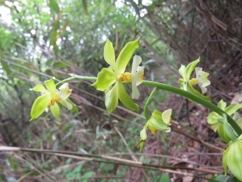 สิ่งมีชีวิตแสนน่ารักที่ถูกค้นพบใหม่ในจีน
