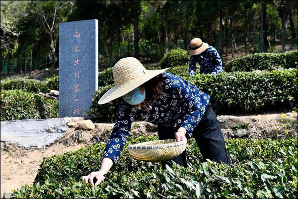 เมืองรื่อเจ้า มณฑลซานตงพัฒนาอุตสาหกรรมชา