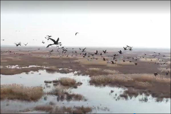 นครเทียนสินต้อนรับฝูงนกคุ้มครองระดับชาติอพยพหนีหนาวลงใต้