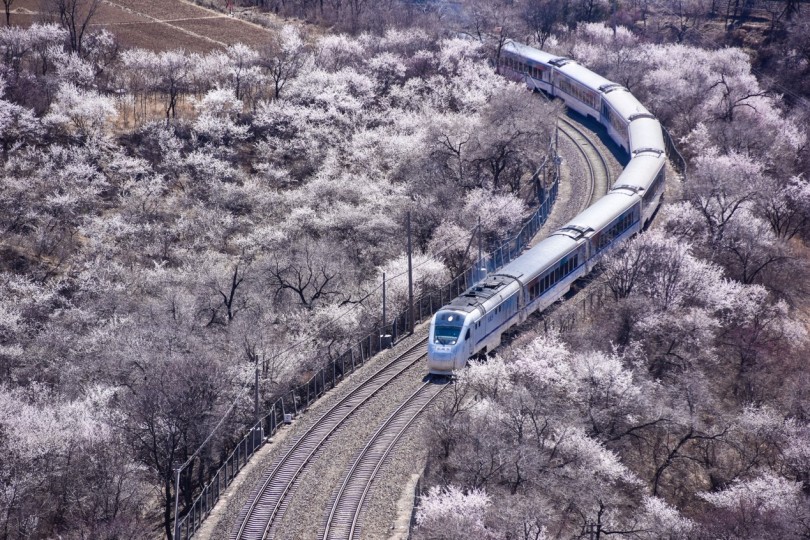 รถไฟจีนวิ่งผ่านทุ่งดอกไม้ในฤดูใบไม้ผลิ