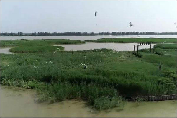 นครเทียนสินต้อนรับฝูงนกคุ้มครองระดับชาติอพยพหนีหนาวลงใต้