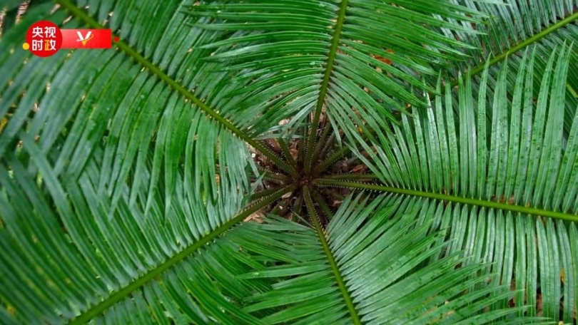 สี จิ้นผิงไปไหหลำตรวจเยี่ยมอุทยานแห่งชาติเขตเขาอู๋จื่อ_fororder_0412-2