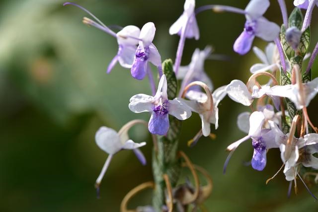 สิ่งมีชีวิตแสนน่ารักที่ถูกค้นพบใหม่ในจีน