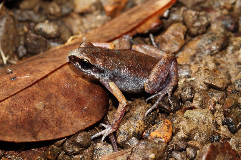 สิ่งมีชีวิตแสนน่ารักที่ถูกค้นพบใหม่ในจีน