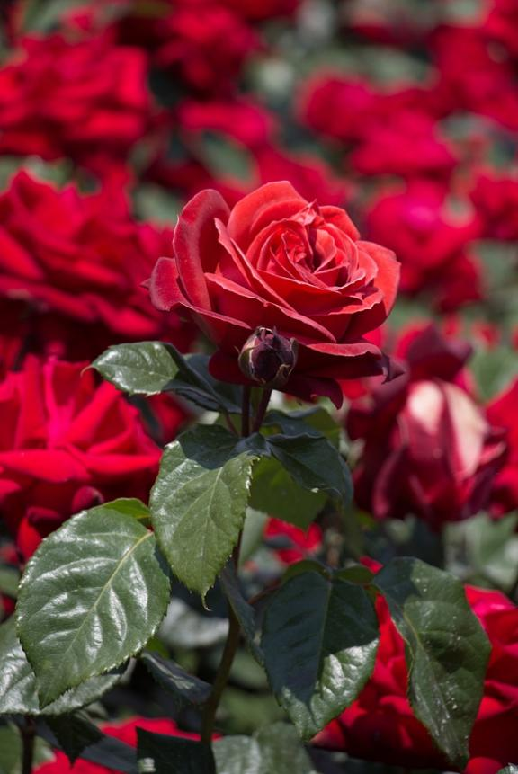 ความต่าง 3 พี่น้องกุหลาบในจีน