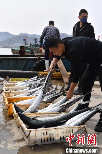 เมืองชิงเต่าเข้าสู่ฤดูกาลจับปลาซาบะ