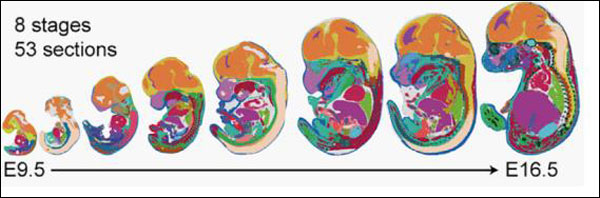 นักวิทยาศาสตร์จีนและต่างชาติร่วมสร้างภาพมิติโครงสร้างวิวัฒนาการสิ่งมีชีวิตเป็นครั้งแรกของโลก