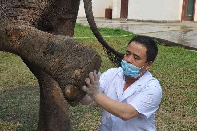 สัตวแพทย์ด้านช้าง‘เปา หมิงเหว่ย’: หยั่งรากลึกในป่าฝนเขตร้อนนาน 19 ปี