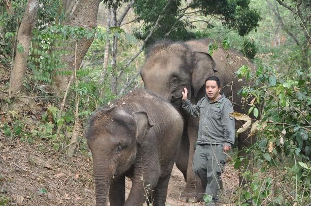สัตวแพทย์ด้านช้าง‘เปา หมิงเหว่ย’: หยั่งรากลึกในป่าฝนเขตร้อนนาน 19 ปี