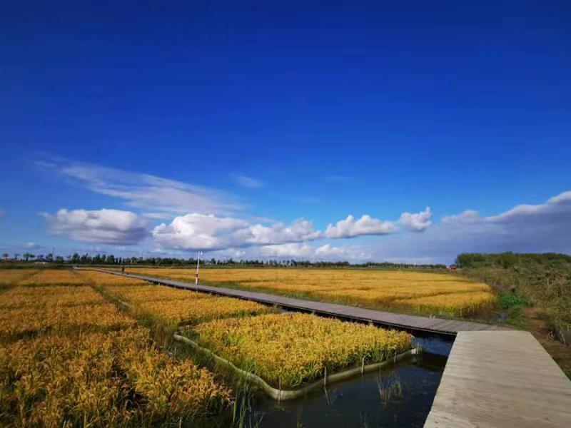 ทุ่งนากำลังสวย ปูนาโตเต็มวัยแล้ว