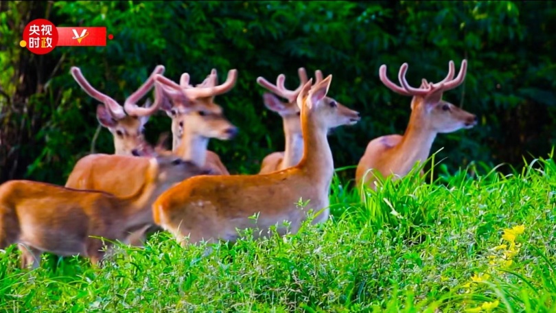 สี จิ้นผิงไปไหหลำตรวจเยี่ยมอุทยานแห่งชาติเขตเขาอู๋จื่อ