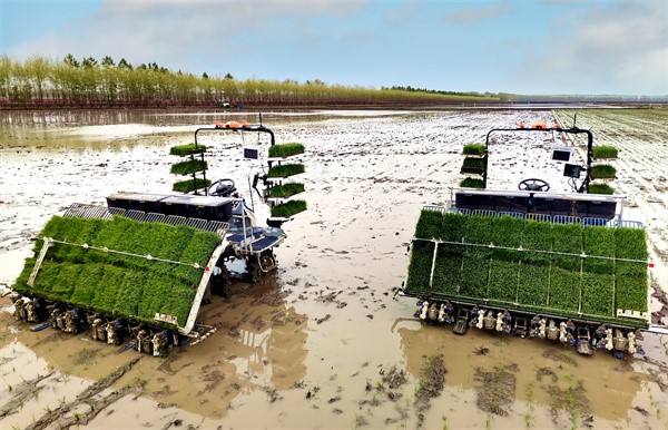 สัมผัสความงามของตัวเลขในการทำนา