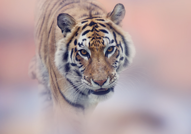 “หมู่บ้านเสือ”จัดเทศกาลเสือฉลองปีขาล