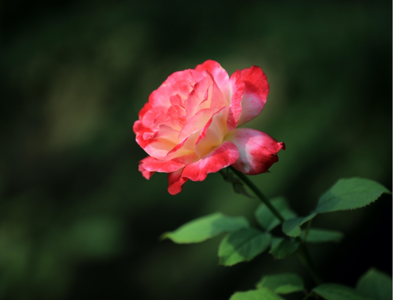 ความต่าง 3 พี่น้องกุหลาบในจีน