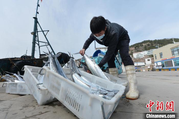 เมืองชิงเต่าเข้าสู่ฤดูกาลจับปลาซาบะ