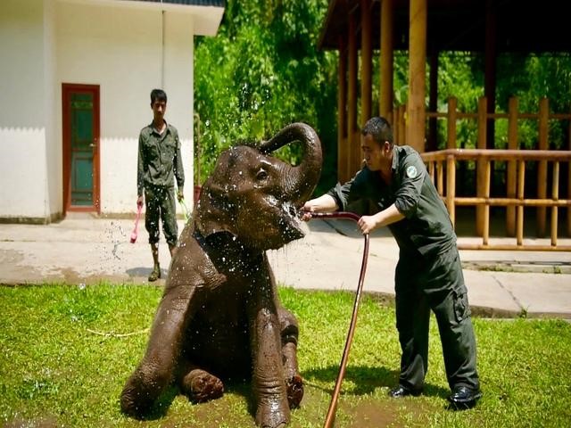 สัตวแพทย์ด้านช้าง‘เปา หมิงเหว่ย’: หยั่งรากลึกในป่าฝนเขตร้อนนาน 19 ปี