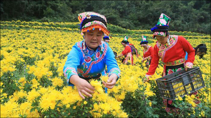 ธุรกิจปลูกและจำหน่ายดอกเบญจมาสสีทองทำให้ชาวสวนในเสฉวนมีรายได้ดี