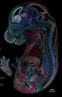 นักวิทยาศาสตร์จีนและต่างชาติร่วมสร้างภาพมิติโครงสร้างวิวัฒนาการสิ่งมีชีวิตเป็นครั้งแรกของโลก