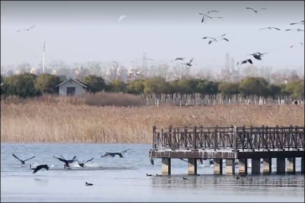 นครเทียนสินต้อนรับฝูงนกคุ้มครองระดับชาติอพยพหนีหนาวลงใต้