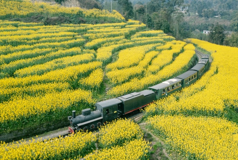 รถไฟจีนวิ่งผ่านทุ่งดอกไม้ในฤดูใบไม้ผลิ