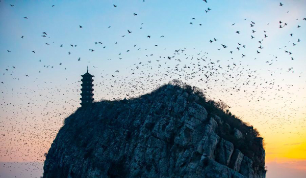 ภาพมุมสูง“ฝูงนกป่าบินกลับรัง”ที่เกาะเสียซาน มณฑลเจียงซี