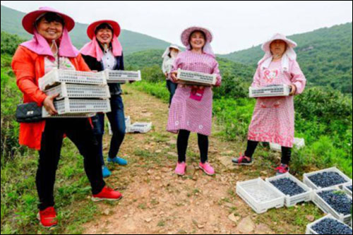 ปลูกบลูเบอร์รี่ช่วยพื้นที่ยากจนในอันฮุย