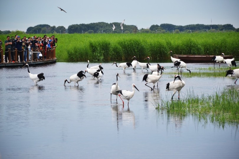 เขตชุ่มน้ำของจีน-พื้นที่สีเขียวการอยู่ร่วมกันของมนุษย์กับธรรมชาติ
