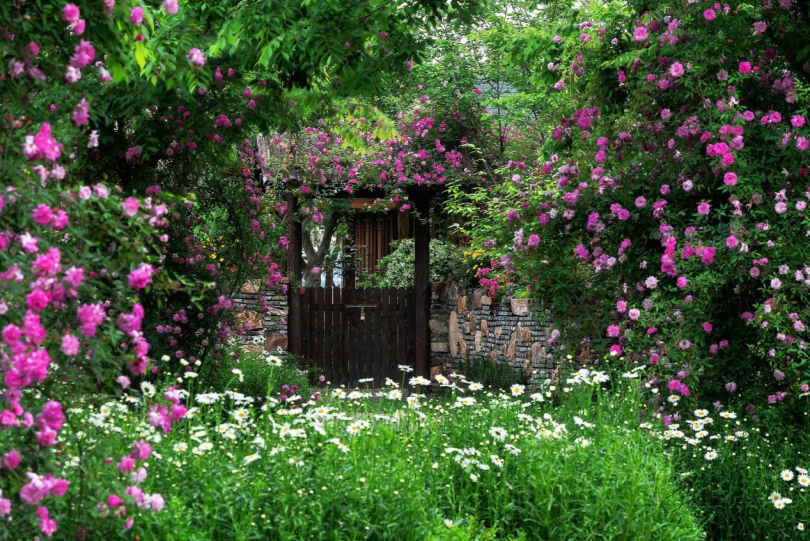 ความต่าง 3 พี่น้องกุหลาบในจีน