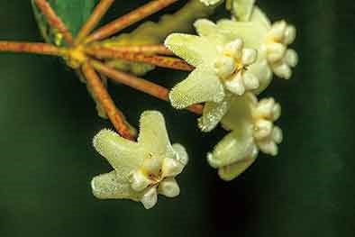 สิ่งมีชีวิตแสนน่ารักที่ถูกค้นพบใหม่ในจีน