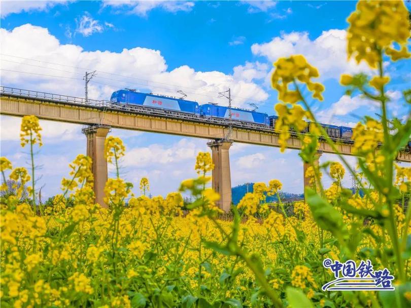 ทุ่งดอกคาโนลาริมทางรถไฟมณฑลยูนนาน