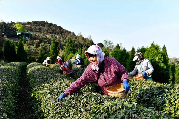 เมืองรื่อเจ้า มณฑลซานตงพัฒนาอุตสาหกรรมชา